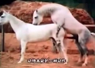 Horse fucking highlight reel in HD